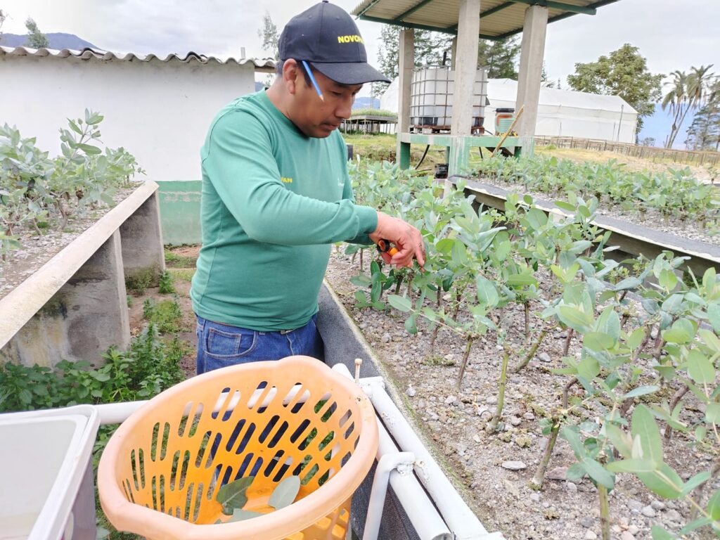 Novopan implementó el primer Huerto Clonal de Pino en Ecuador, un proyecto de investigación genética forestal que busca fortalecer la sostenibilidad y productividad del sector maderero.